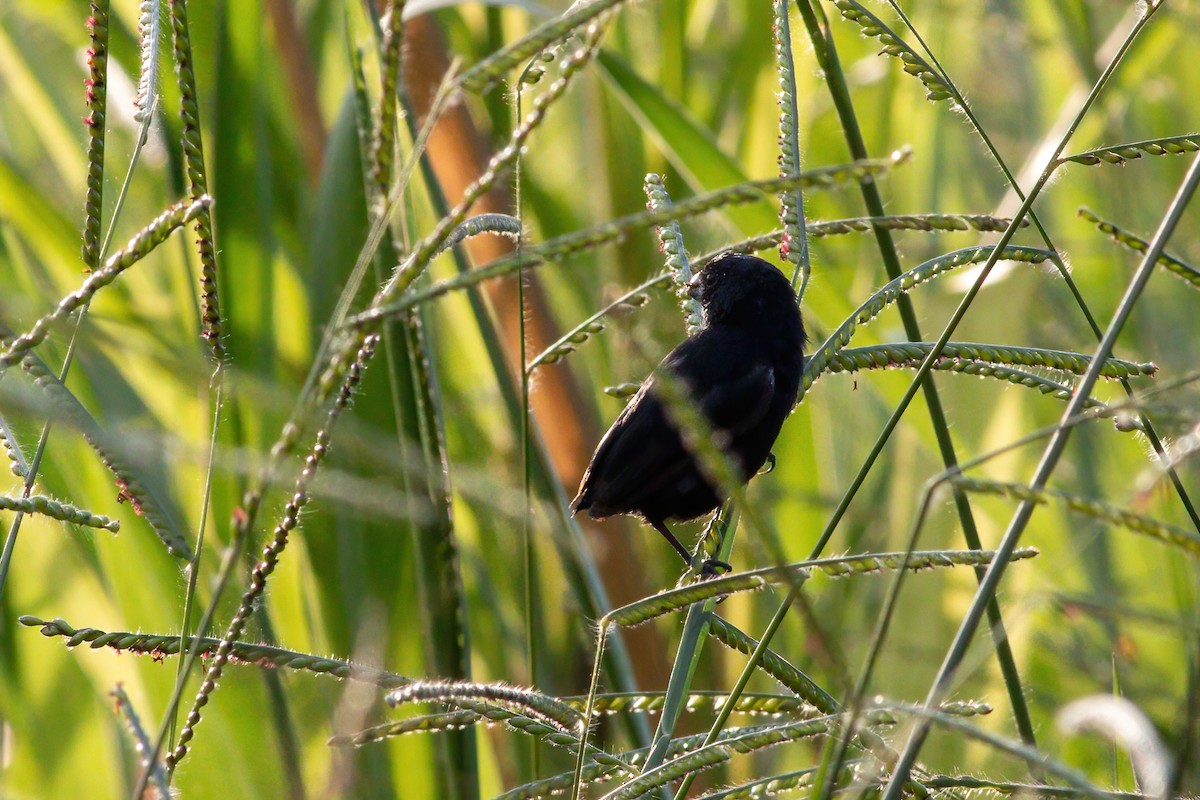 Variable Seedeater - ML631932181