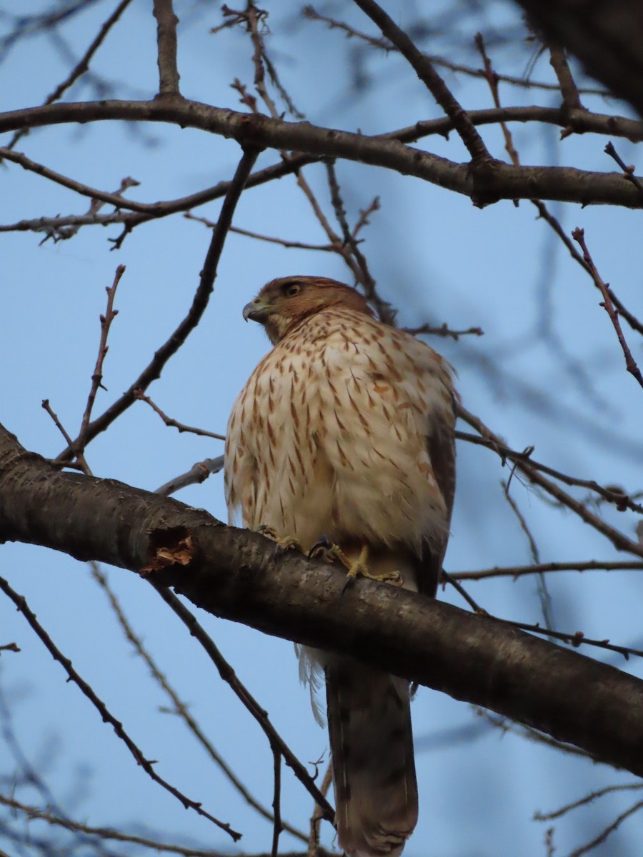 Cooper's Hawk - ML631932200