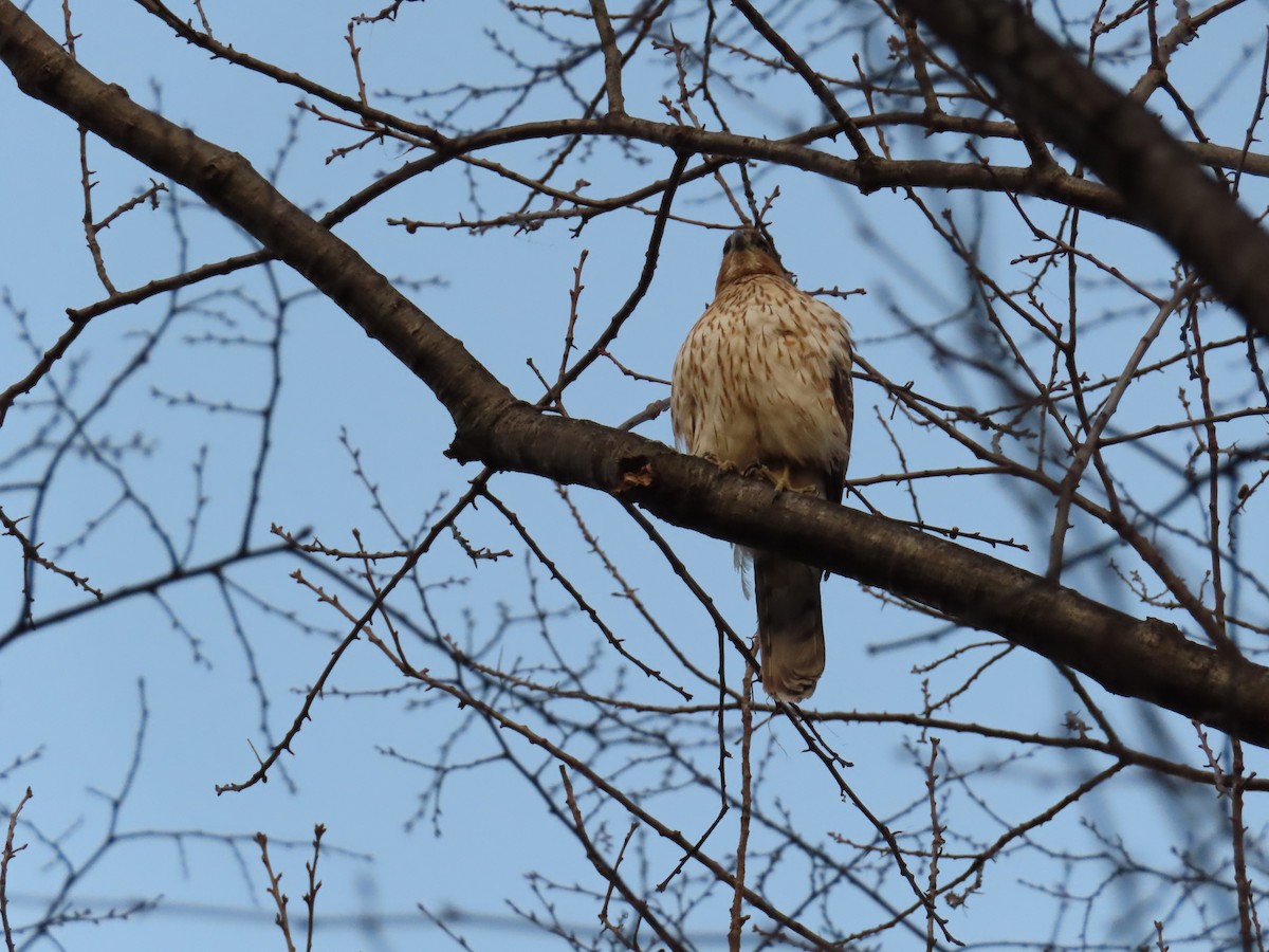 Cooper's Hawk - ML631932201