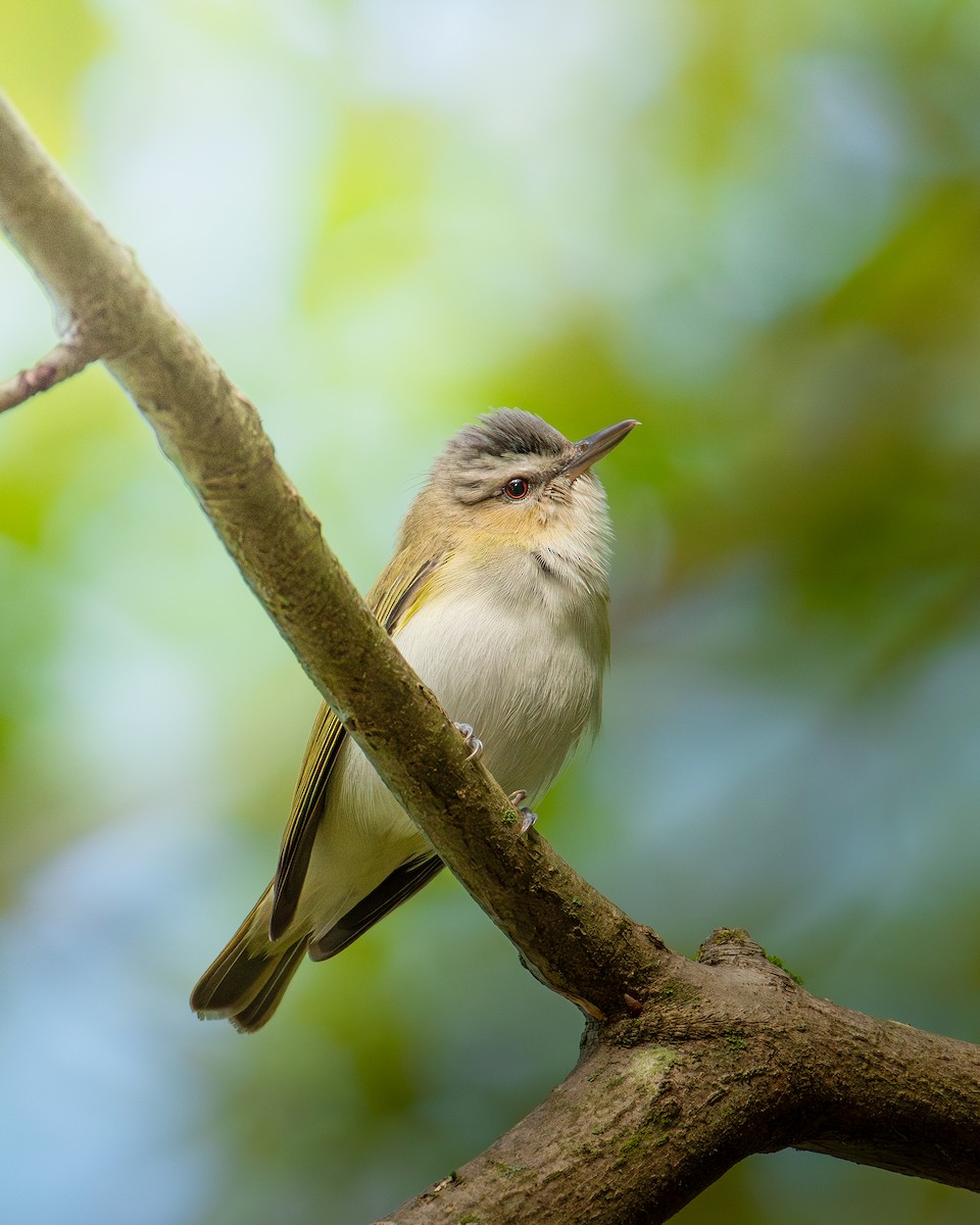 Red-eyed Vireo - ML631932311