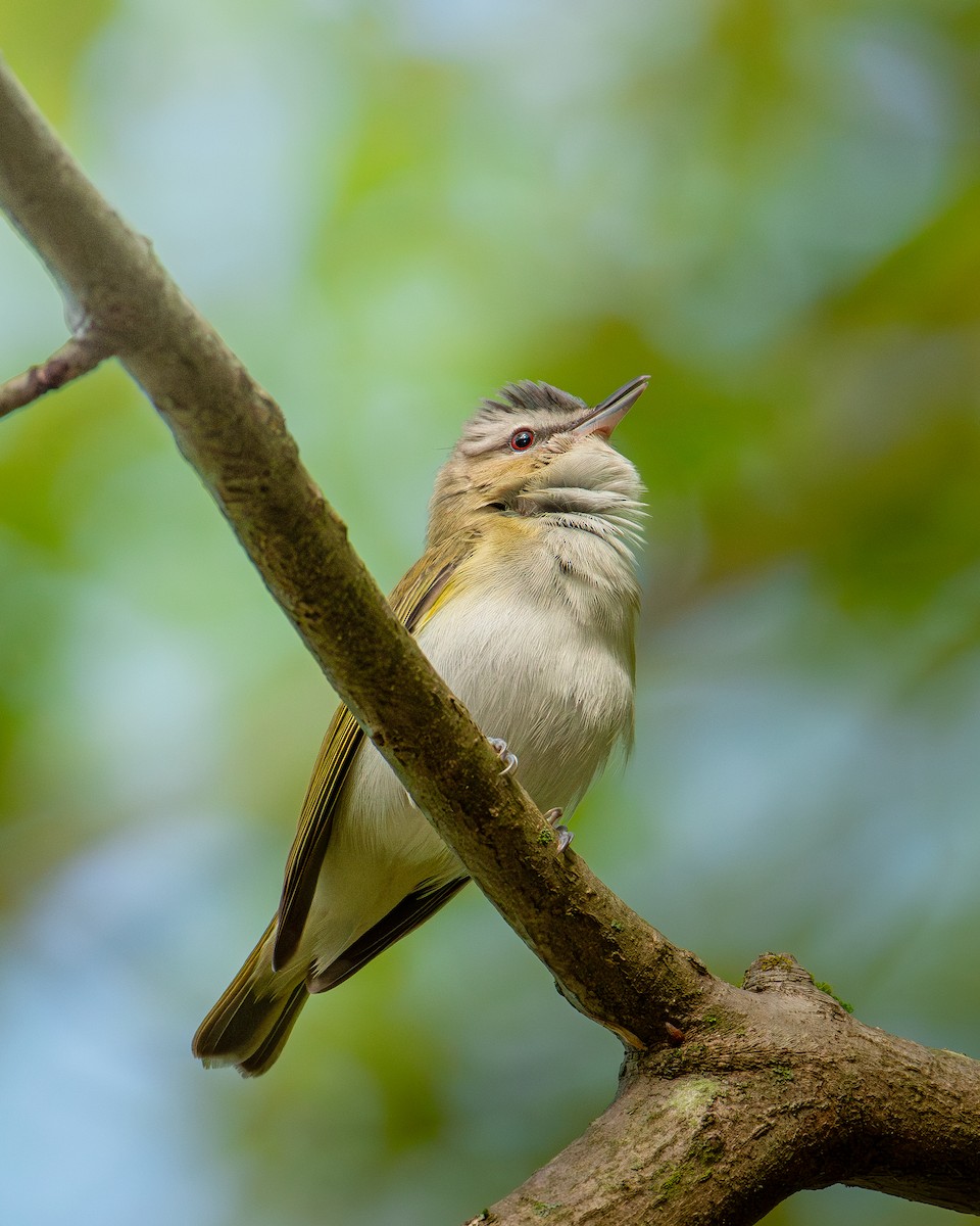 Red-eyed Vireo - ML631932601