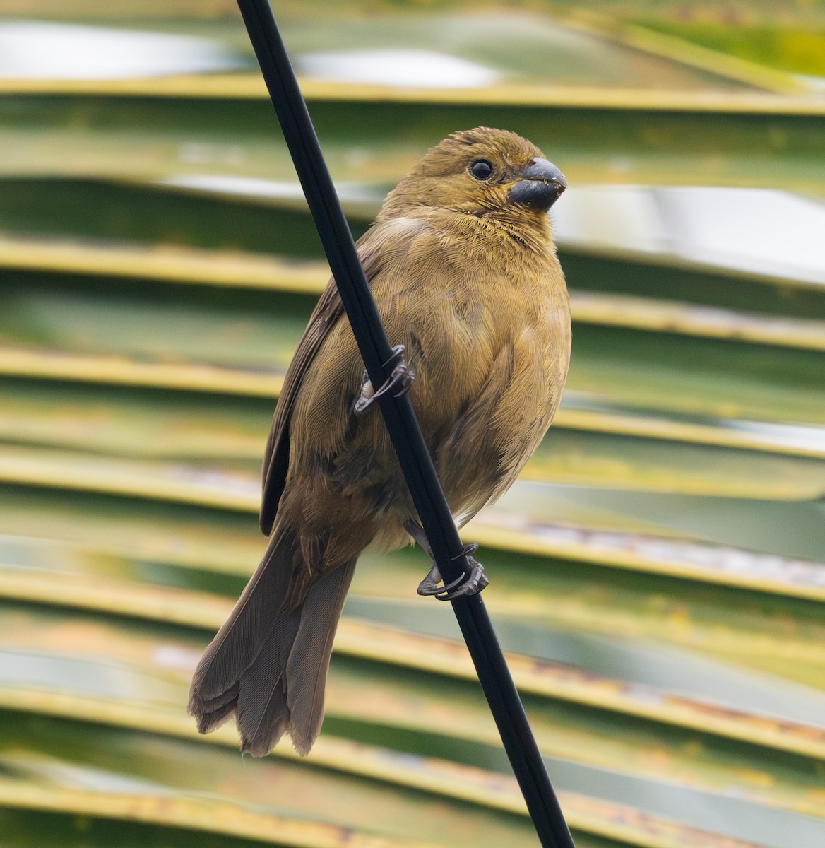 Variable Seedeater - ML631932611