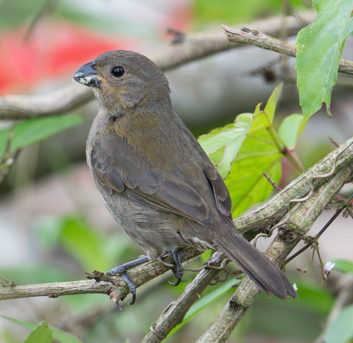 Variable Seedeater - ML631932612