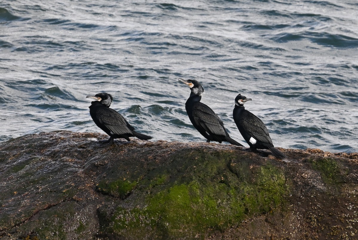 Great Cormorant (North Atlantic) - ML631932768