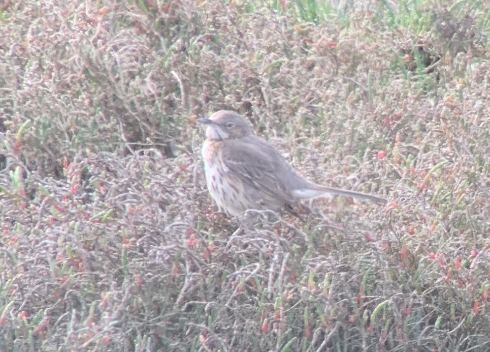 Sage Thrasher - ML631932778