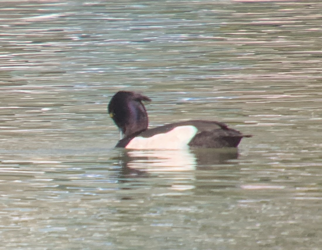 Tufted Duck - ML631932808