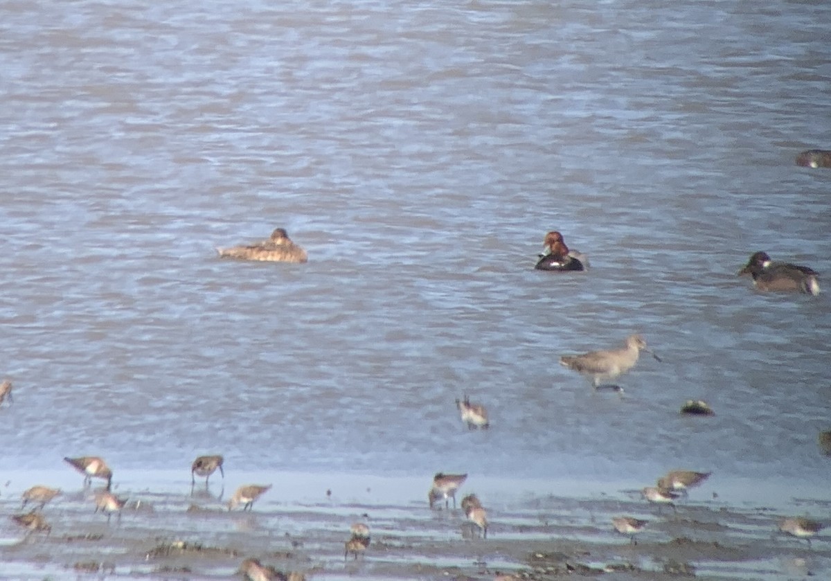 Redhead - ML631932851