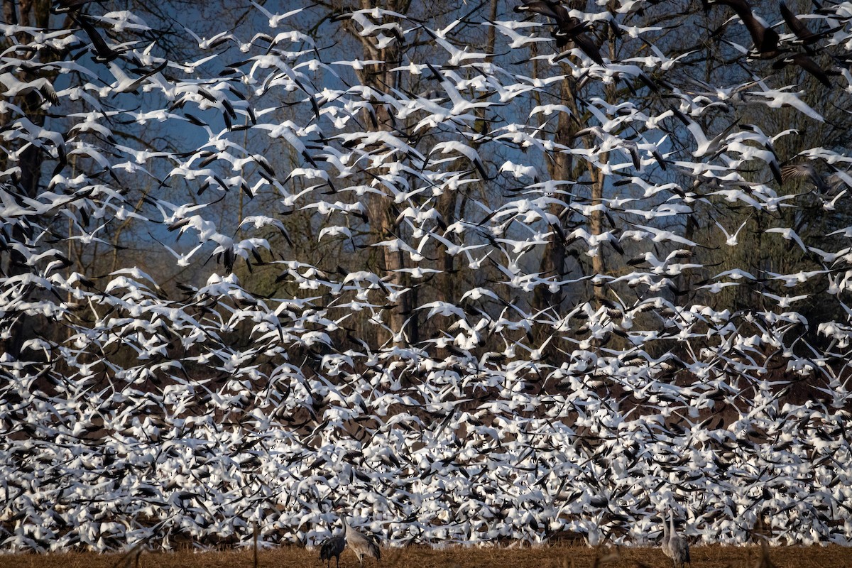 Snow Goose - ML631932896