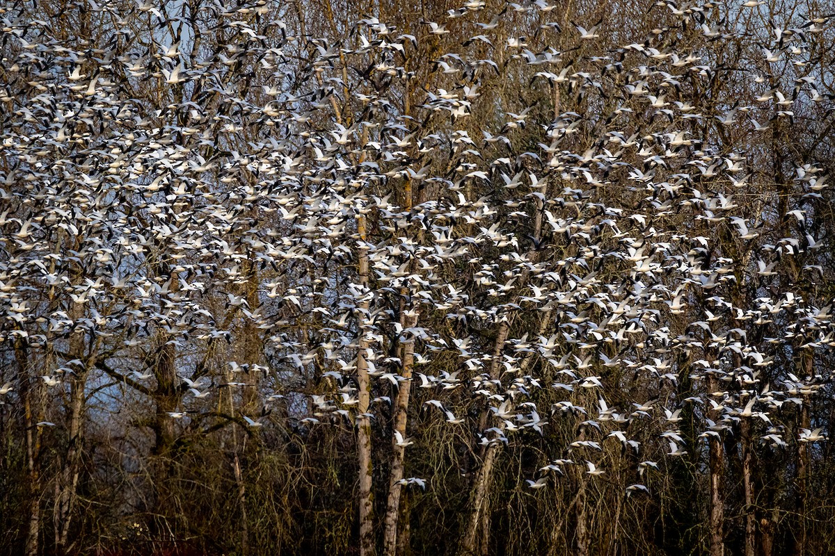 Snow Goose - ML631933041