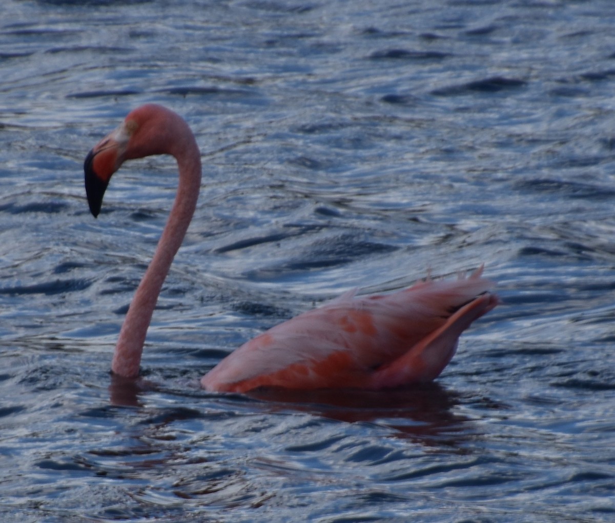 American Flamingo - ML631933271