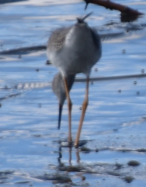 Greater Yellowlegs - ML631933297