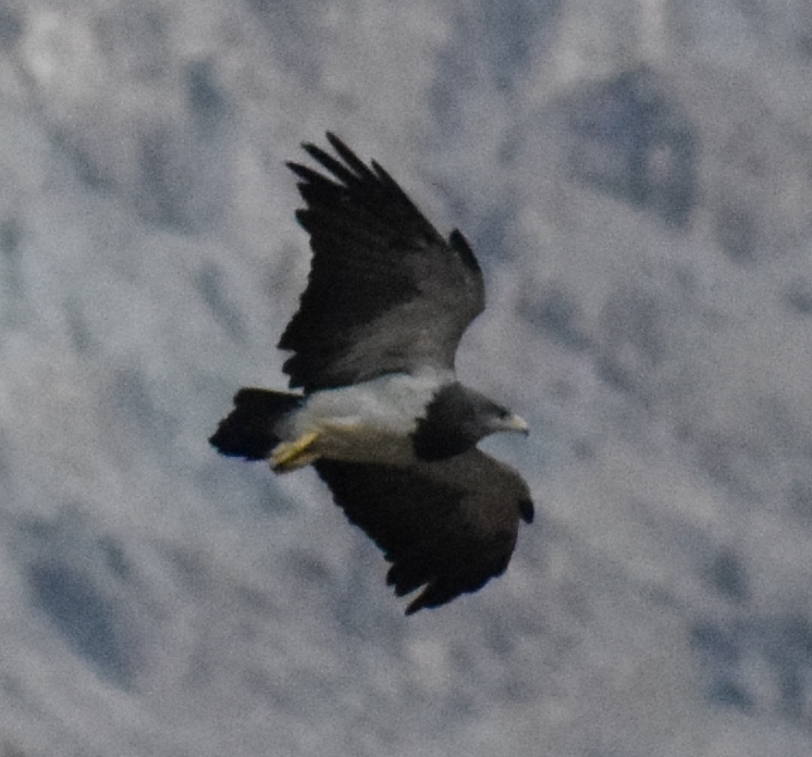 Águila Mora - ML631933436