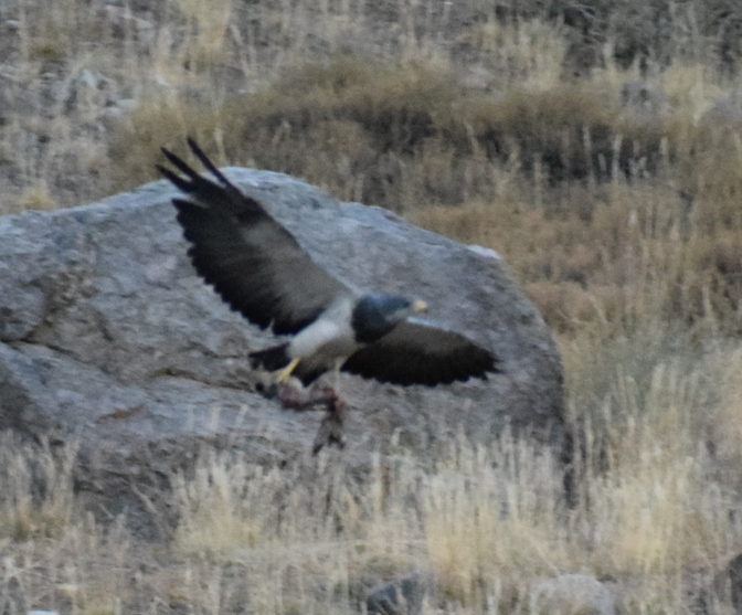 Águila Mora - ML631933437