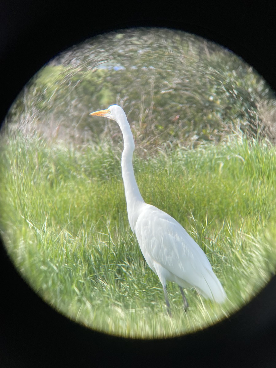 Great Egret - ML631933570