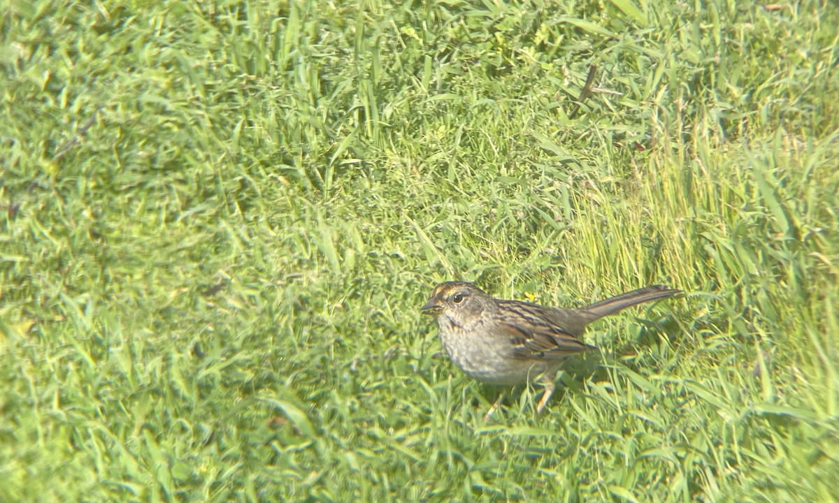 Golden-crowned Sparrow - ML631933589