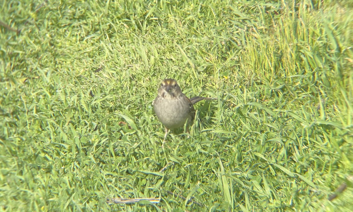 Golden-crowned Sparrow - ML631933591