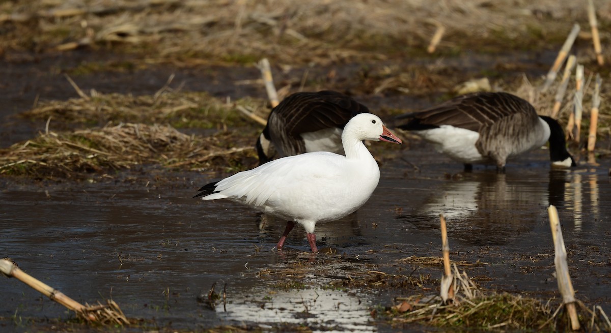Snow Goose - ML631933757