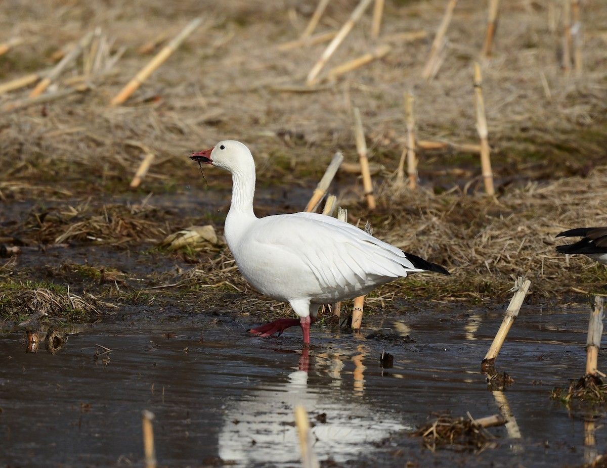 Snow Goose - ML631933771