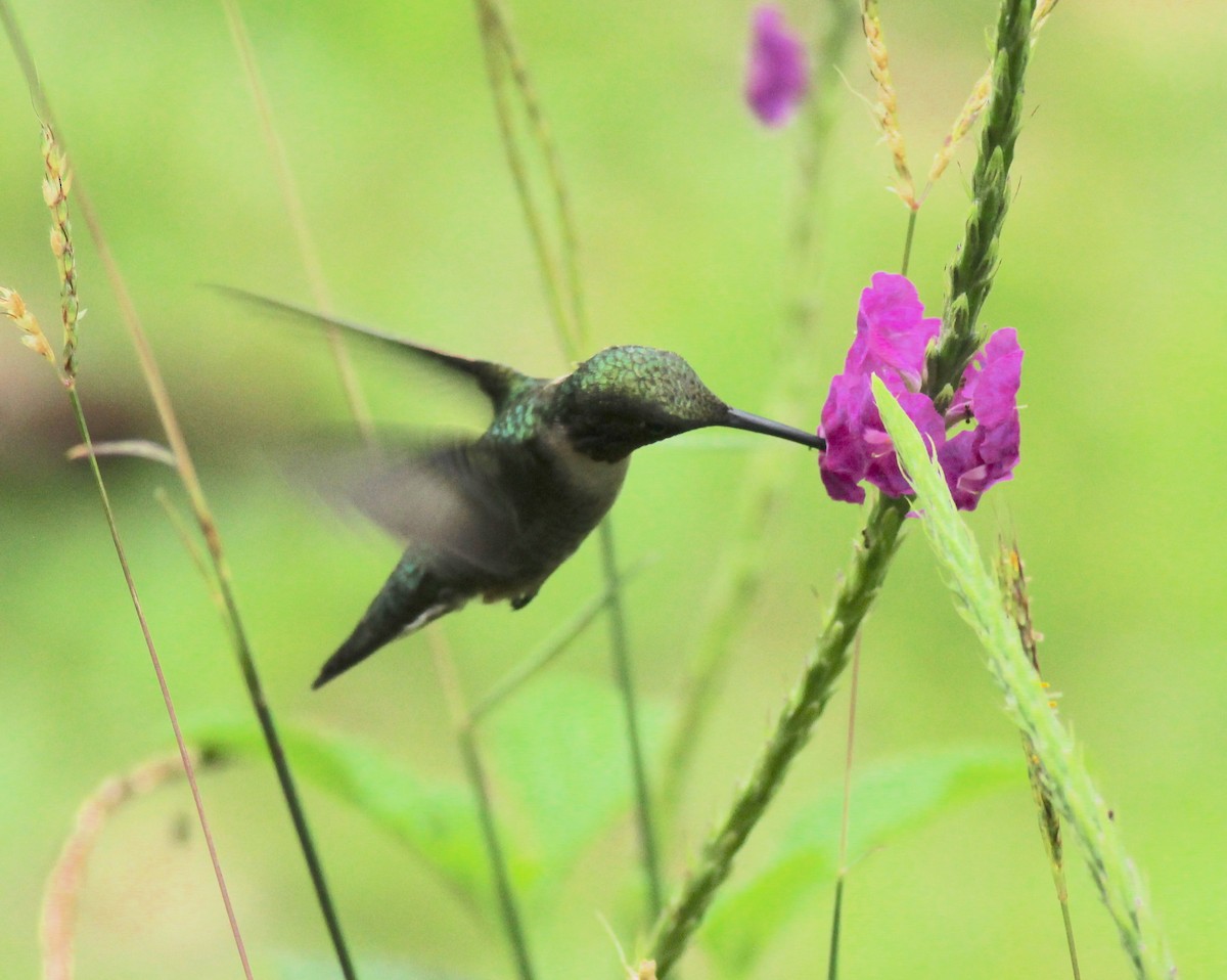 Ruby-throated Hummingbird - ML631933803