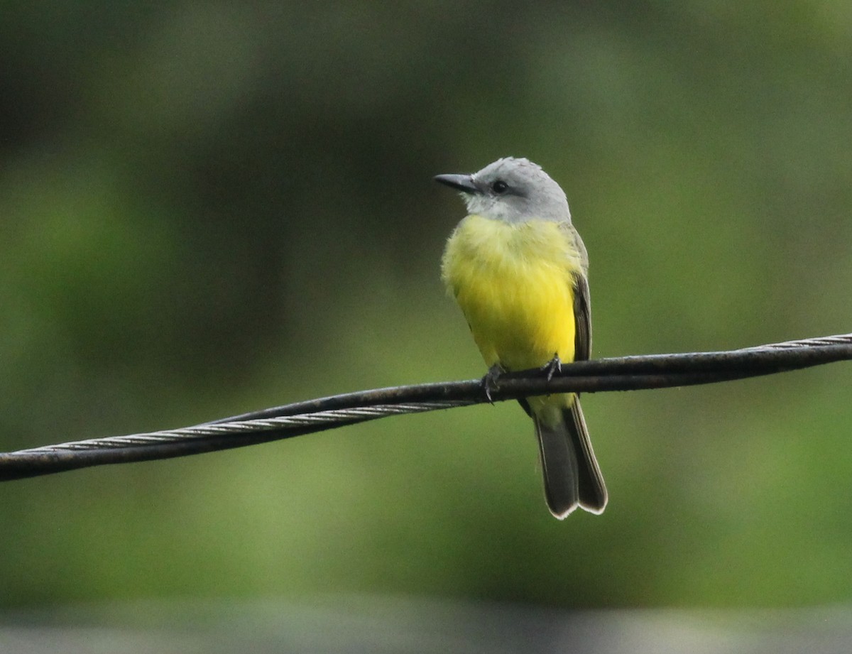 Tropical Kingbird - ML631933815