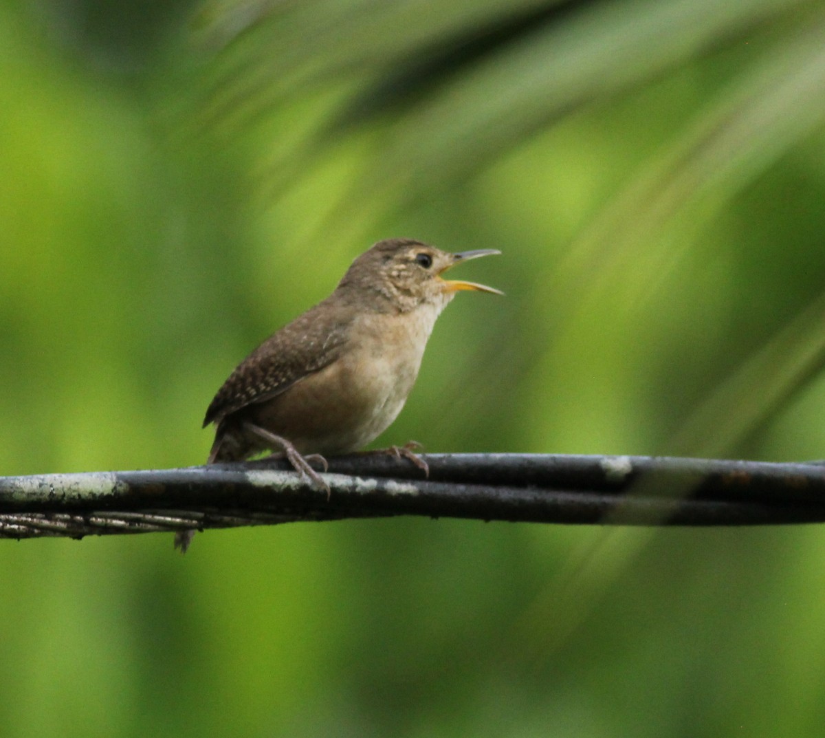 Southern House Wren - ML631933821