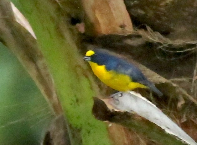 Yellow-throated Euphonia - ML631933825
