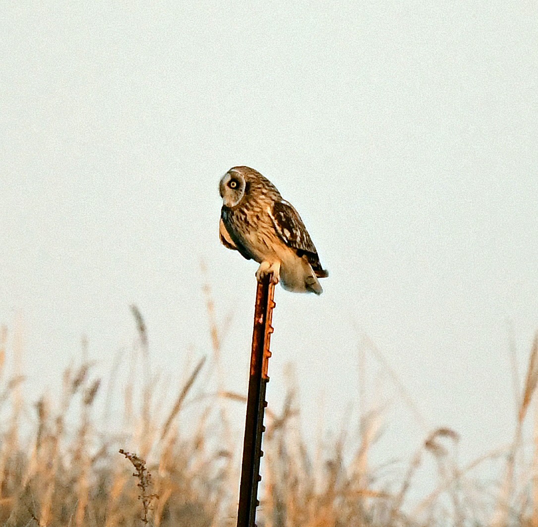 Short-eared Owl - ML631933929