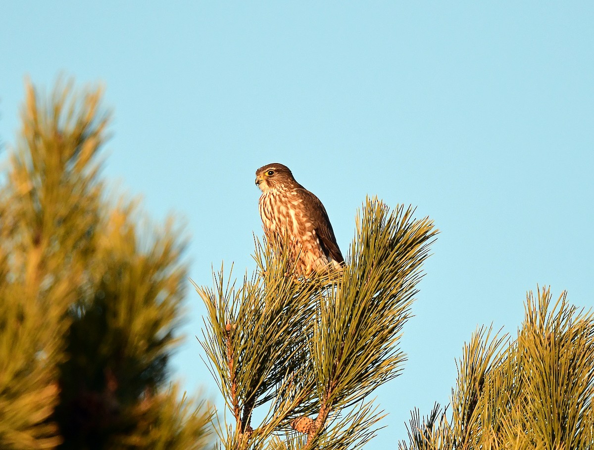 Merlin - ML631933937