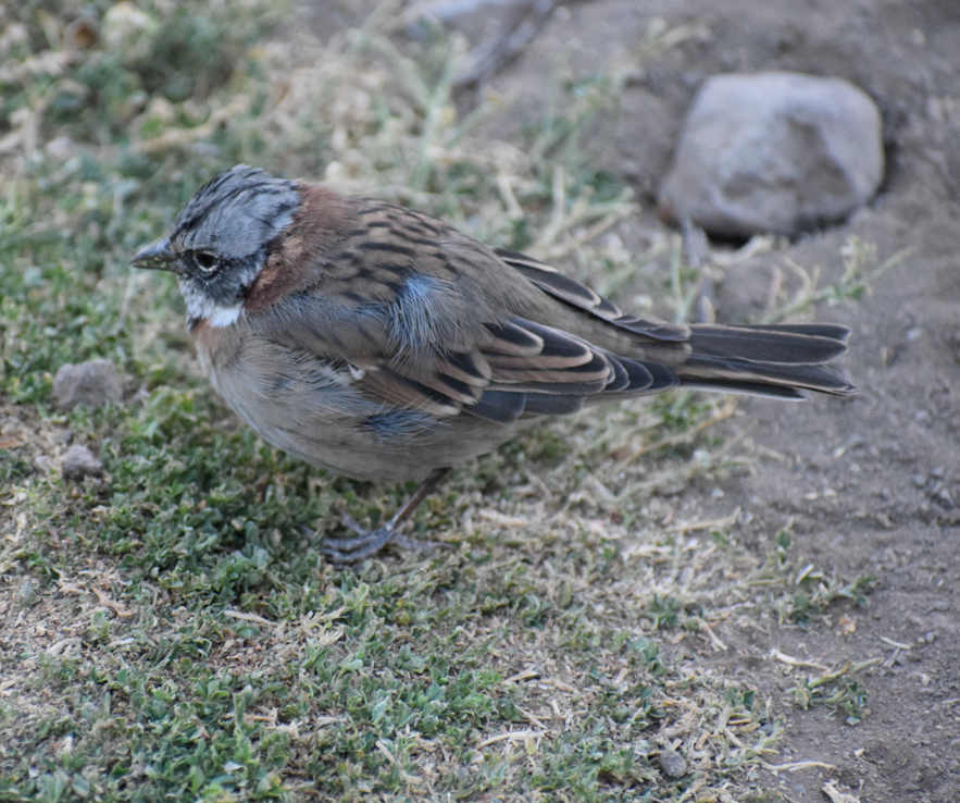 Chingolo Común - ML631933944