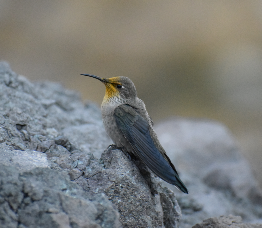 Colibrí Cordillerano - ML631933965