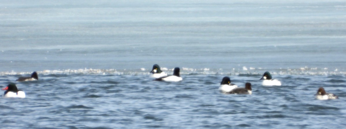 Common Goldeneye - ML631933971