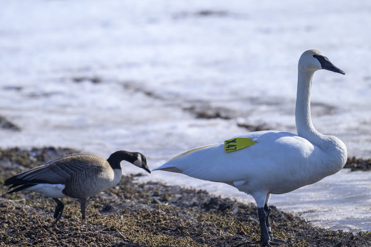 Trumpeter Swan - ML631934008