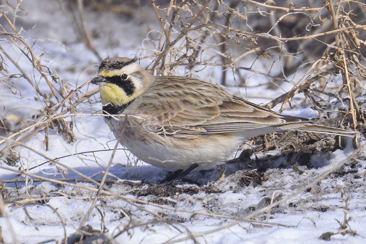 Horned Lark - ML631934027
