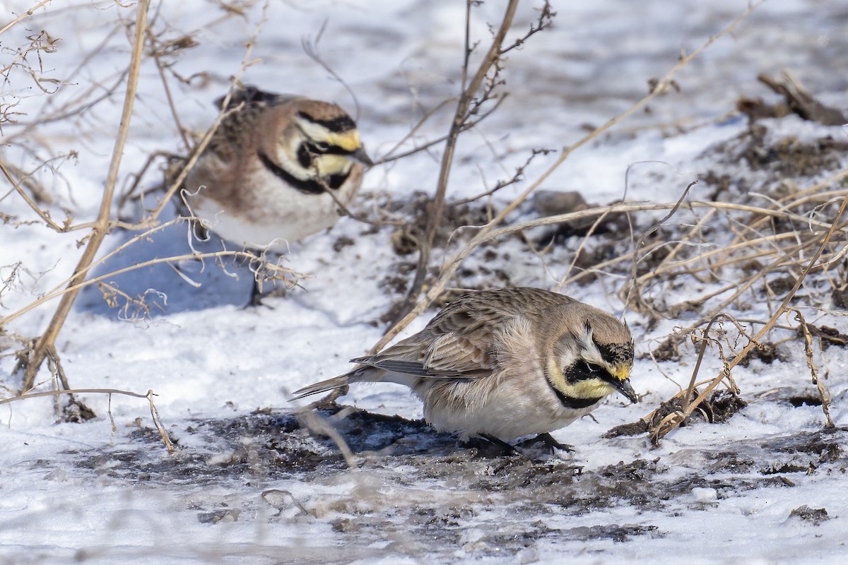 Horned Lark - ML631934028