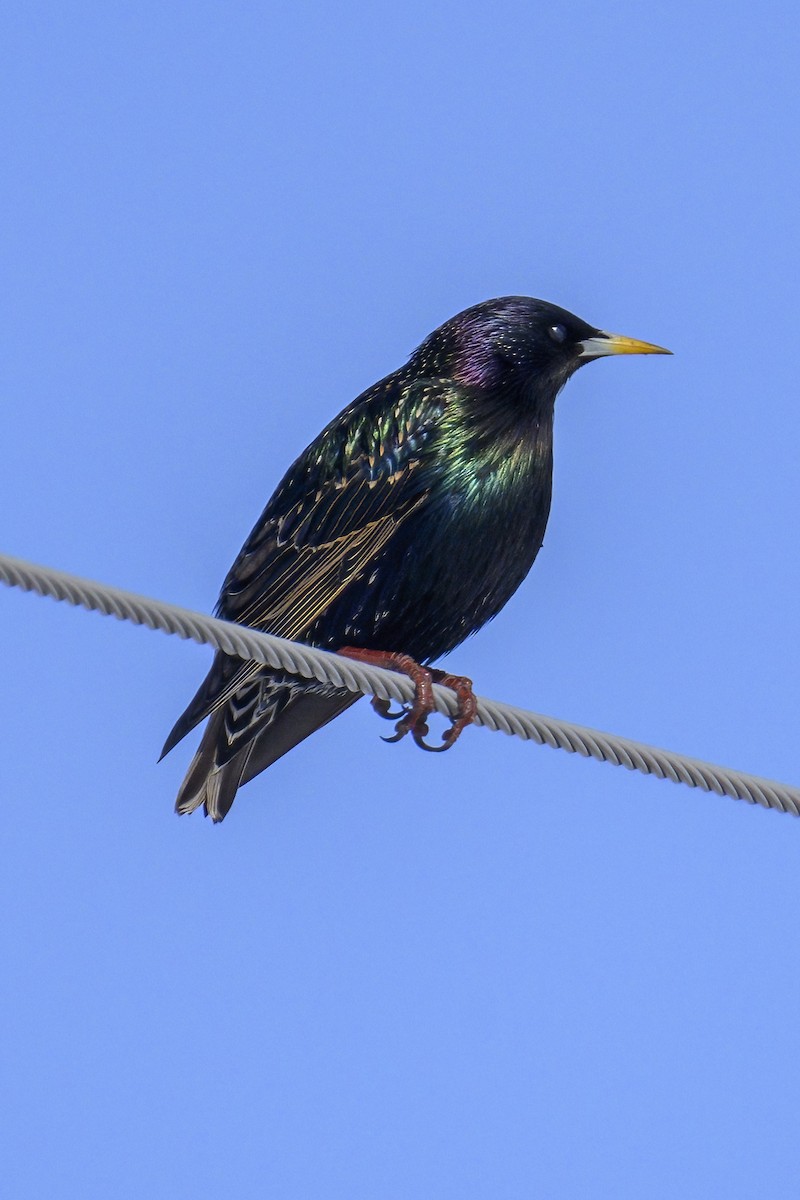 European Starling - ML631934045