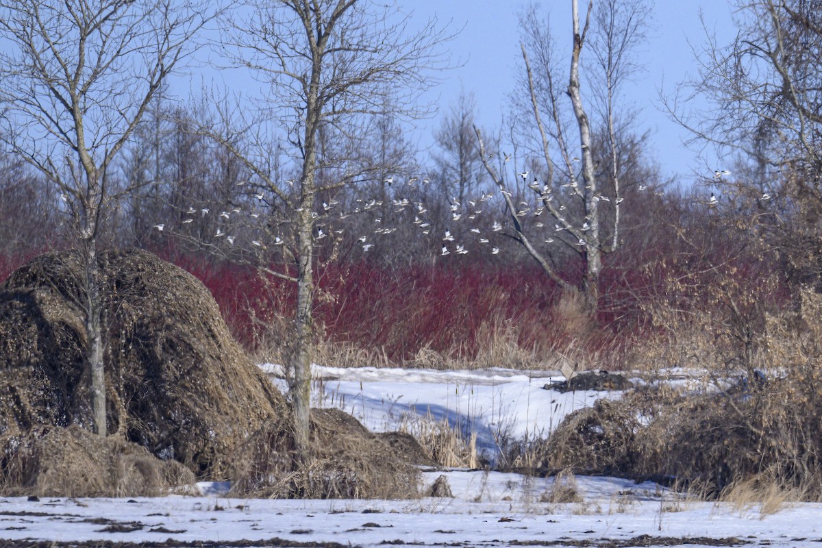 Snow Bunting - ML631934069