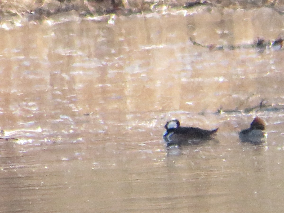 Hooded Merganser - ML631934085