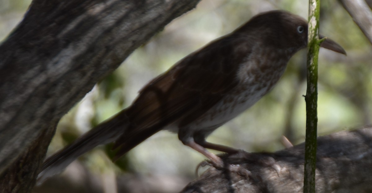 Pearly-eyed Thrasher - ML631934131
