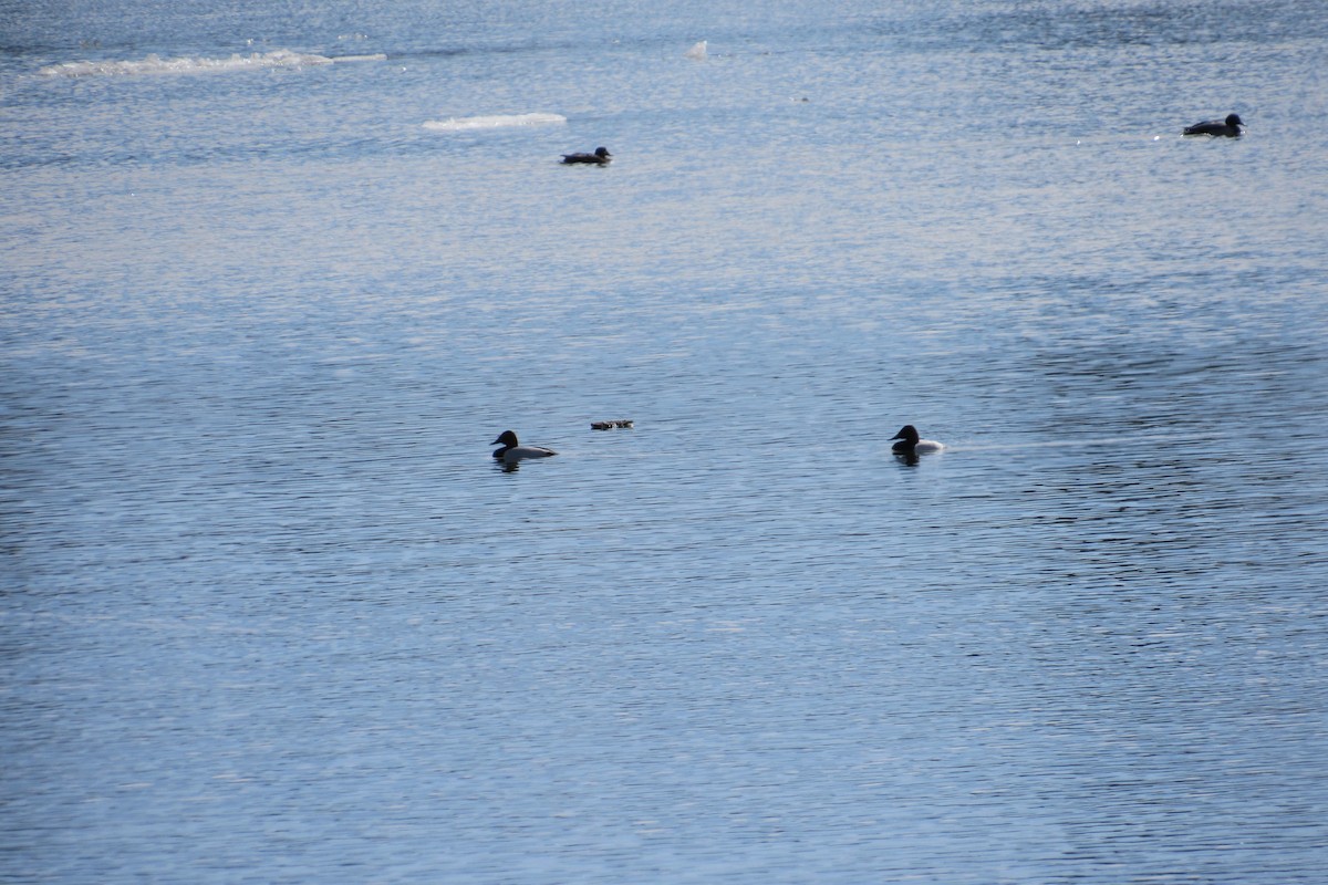 Canvasback - ML631934133