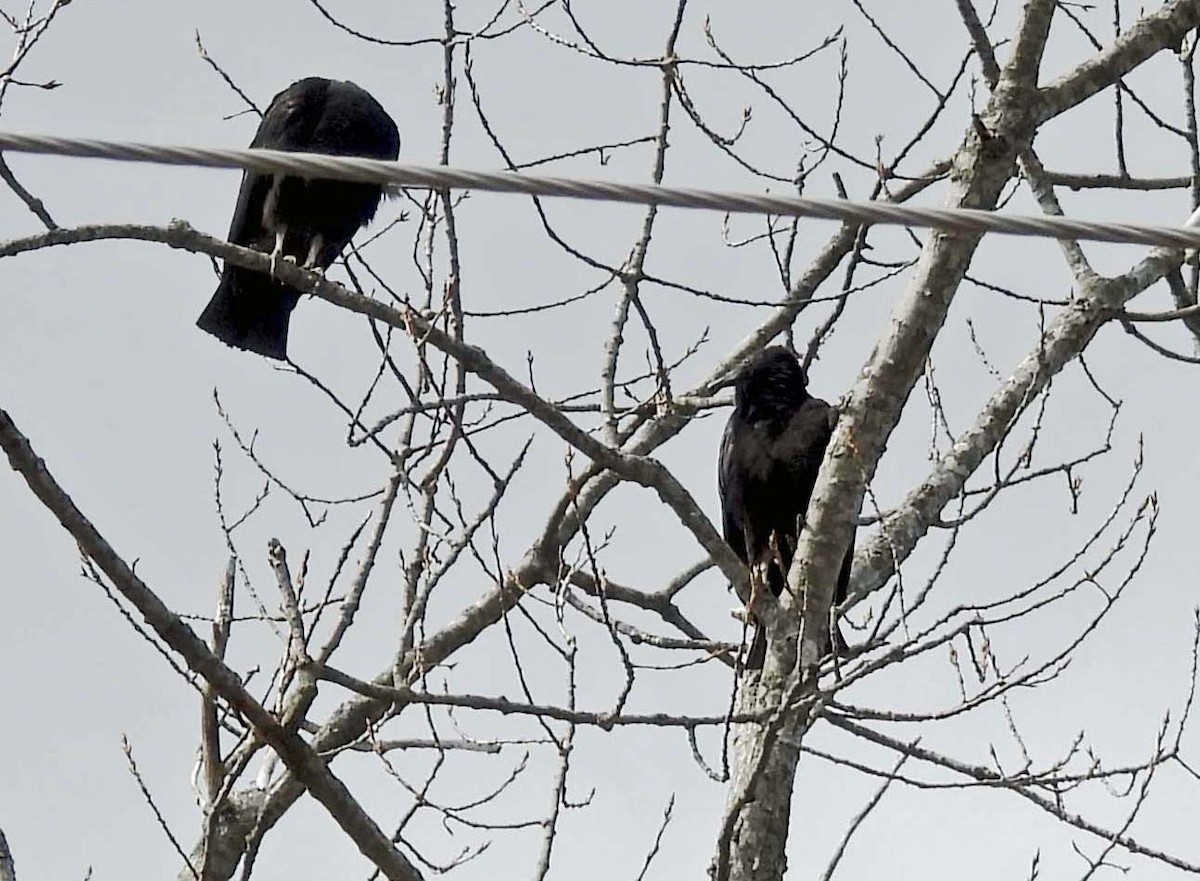 Black Vulture - ML631934140