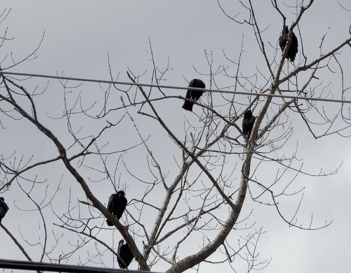 Black Vulture - ML631934141