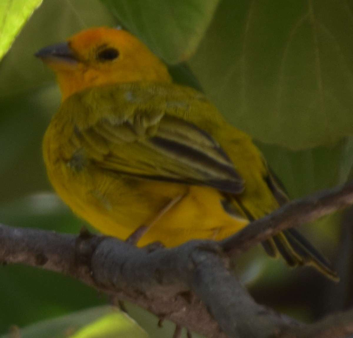 Saffron Finch - ML631934164