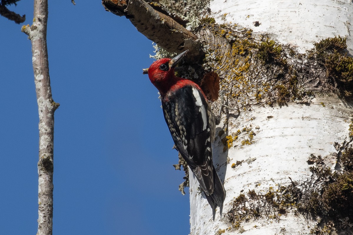 Red-breasted Sapsucker (ruber) - ML631934205