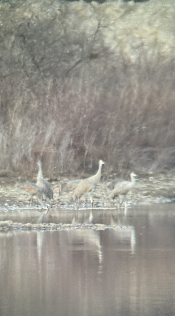 Sandhill Crane - ML631934210