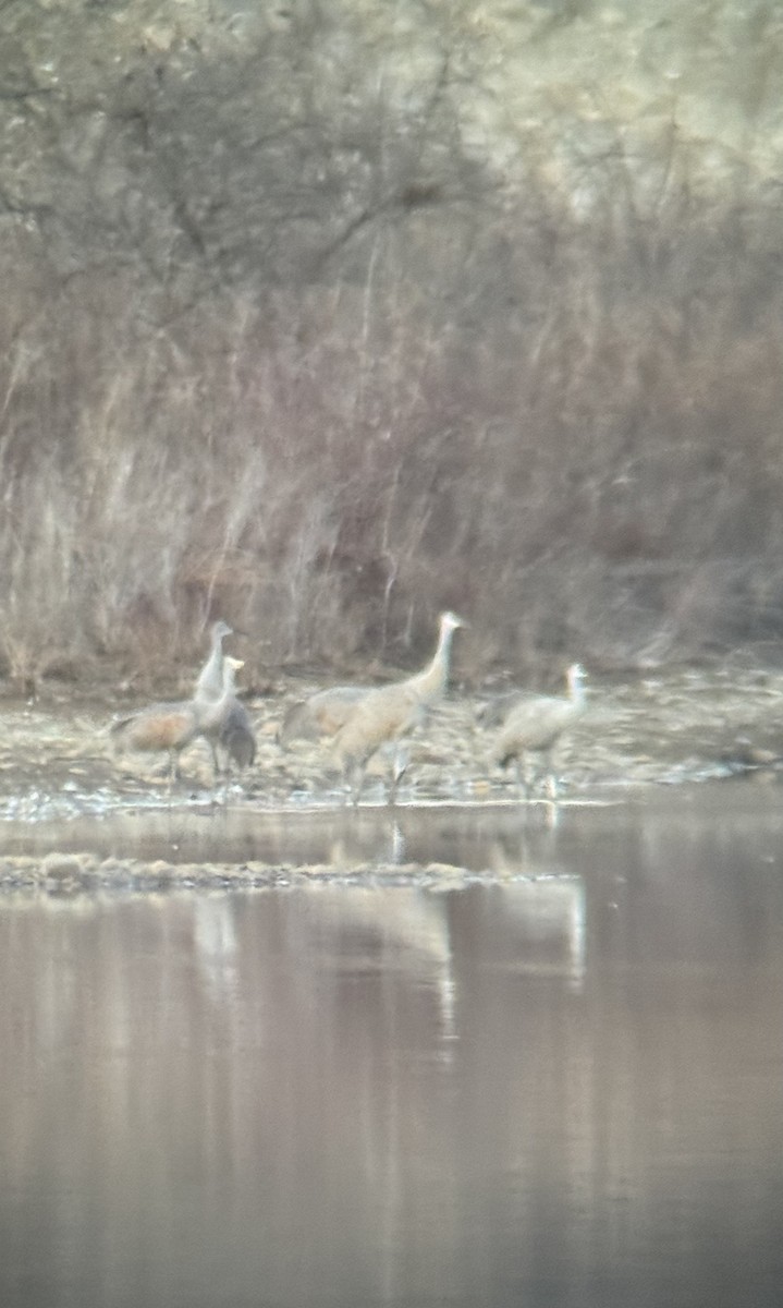 Sandhill Crane - ML631934211