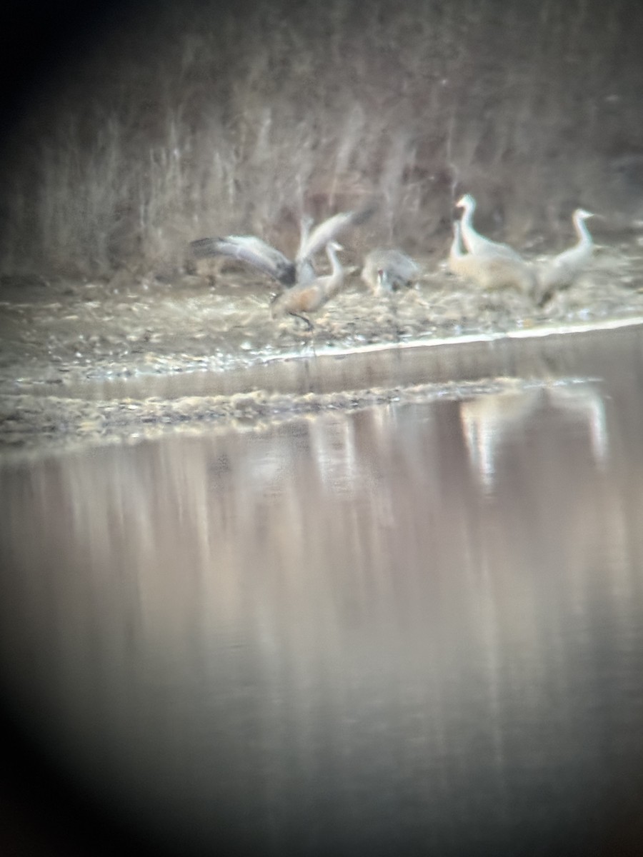 Sandhill Crane - ML631934212