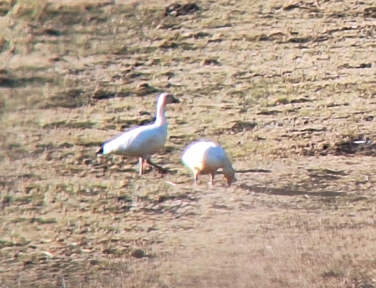 Snow Goose - ML631934403
