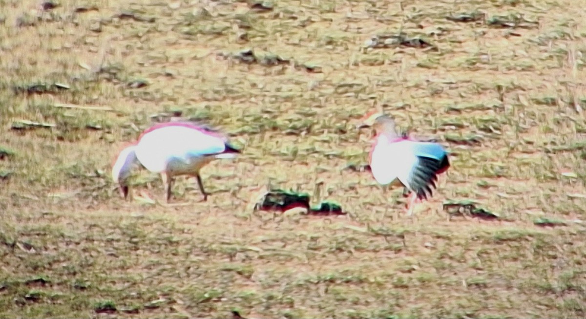 Snow Goose - ML631934404