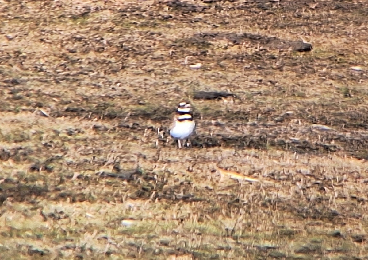 Killdeer - ML631934421