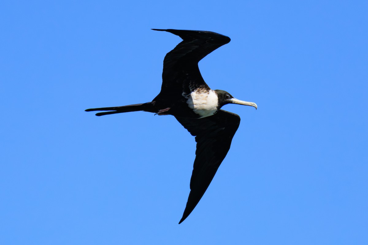 Prachtfregattvogel - ML631934423